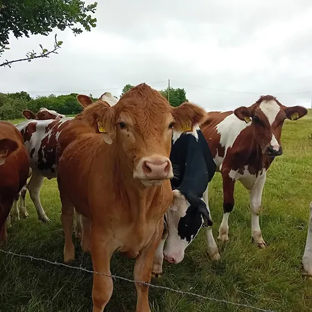 Eifel Duitsland Fraai Met Tuin * Eisenschmitt