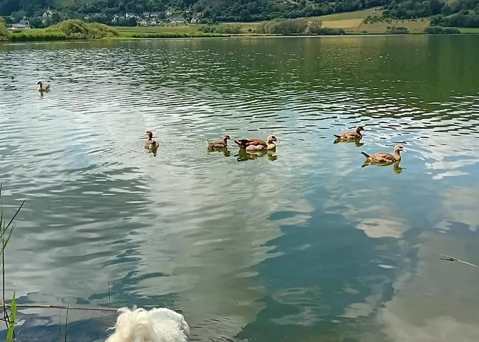 Eifel Duitsland Fraai Met Tuin * Eisenschmitt