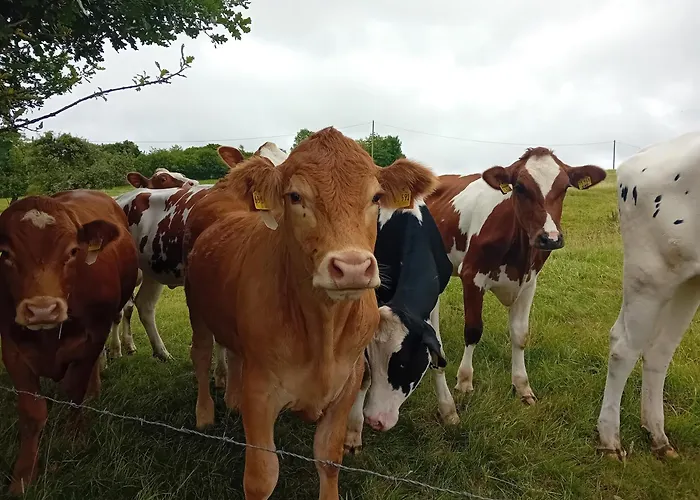 Eifel Duitsland Fraai Met Tuin * Eisenschmitt